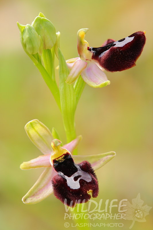 Ibrido Ophrys x grottagliensis